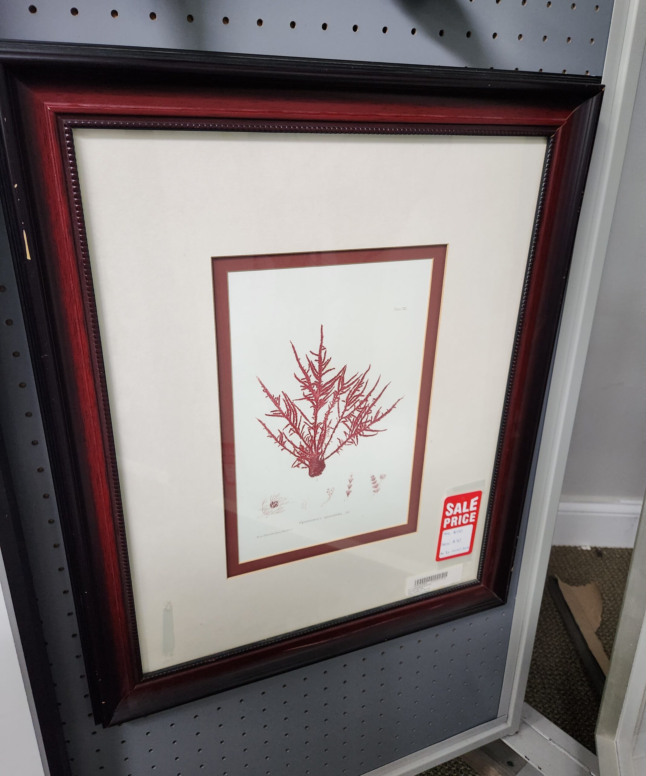 a picture of a red plant in a frame